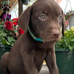 Blaine, Chocolate Labrador Retriever Puppy